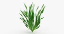 Eel Aquarium Grass