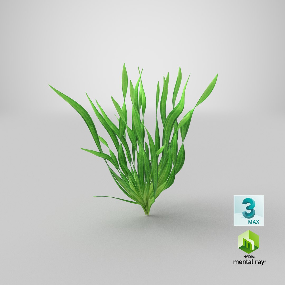 eel aquarium grass 3D model https://p.turbosquid.com/ts-thumb/U2/djVoxd/l1/stemcell_max_mental_ray_render/png/1651046117/1920x1080/fit_q87/37fabe6a965bdd58bb69013899788c363655c844/stemcell_max_mental_ray_render.jpg