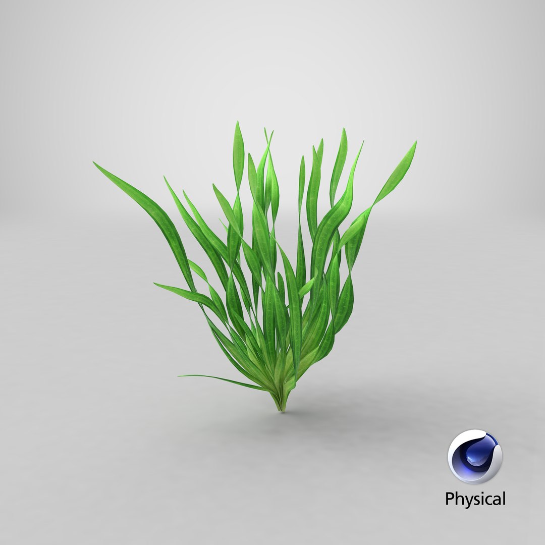 eel aquarium grass 3D model https://p.turbosquid.com/ts-thumb/U2/djVoxd/tg/stemcell_cinema_4d_physical_render/png/1651046109/1920x1080/fit_q87/e96595c73967b84571433d020491690b946cdce9/stemcell_cinema_4d_physical_render.jpg