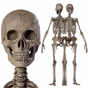 Human Male Skeleton model