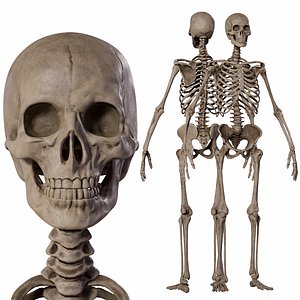 Human Male Skeleton