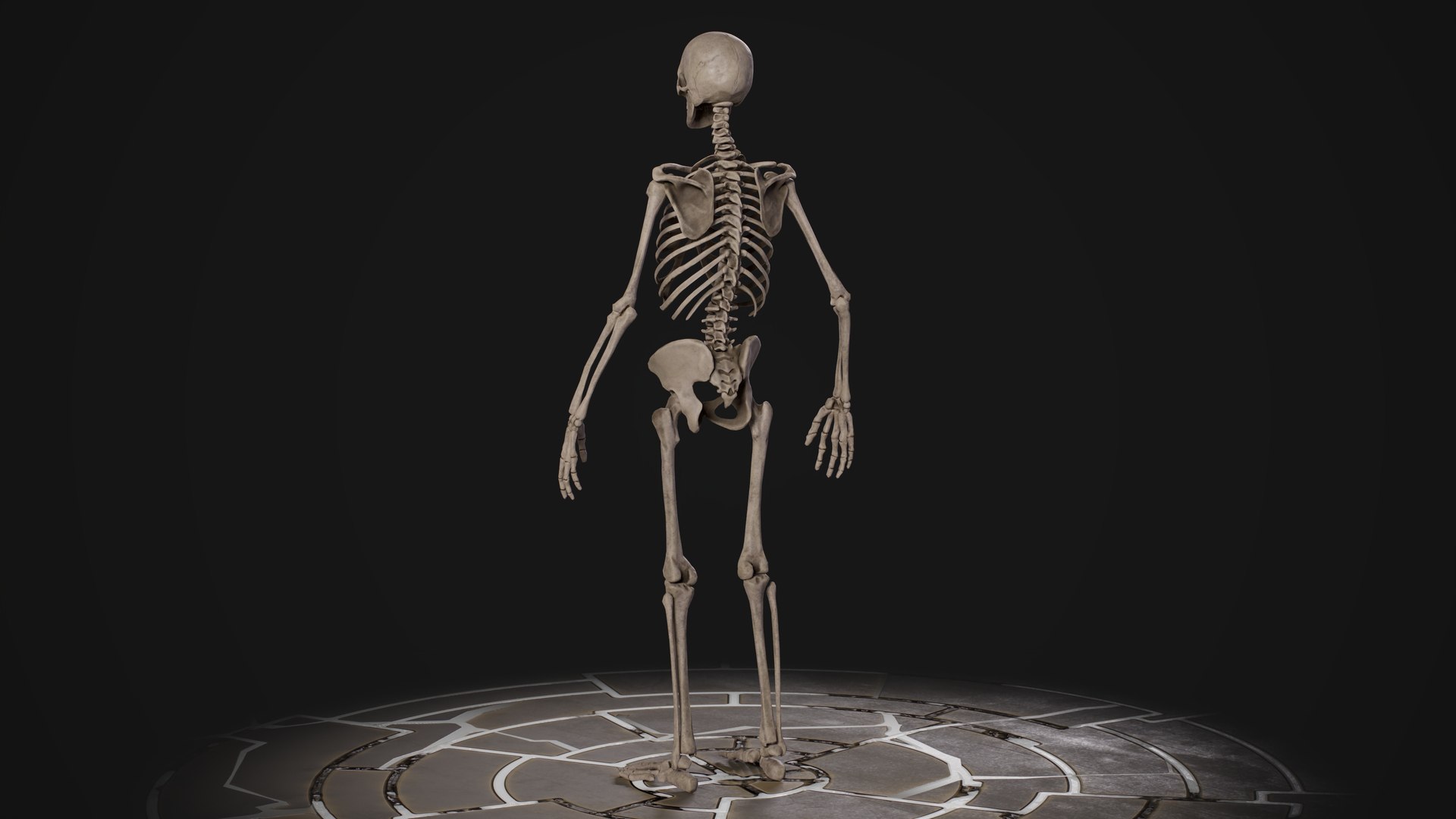 Human Male Skeleton model https://p.turbosquid.com/ts-thumb/U2/oEJKnB/Qd/6.1/jpg/1666557673/1920x1080/fit_q87/2054b041cc7d0710f24452d130382fc5ba4b0718/6.1.jpg