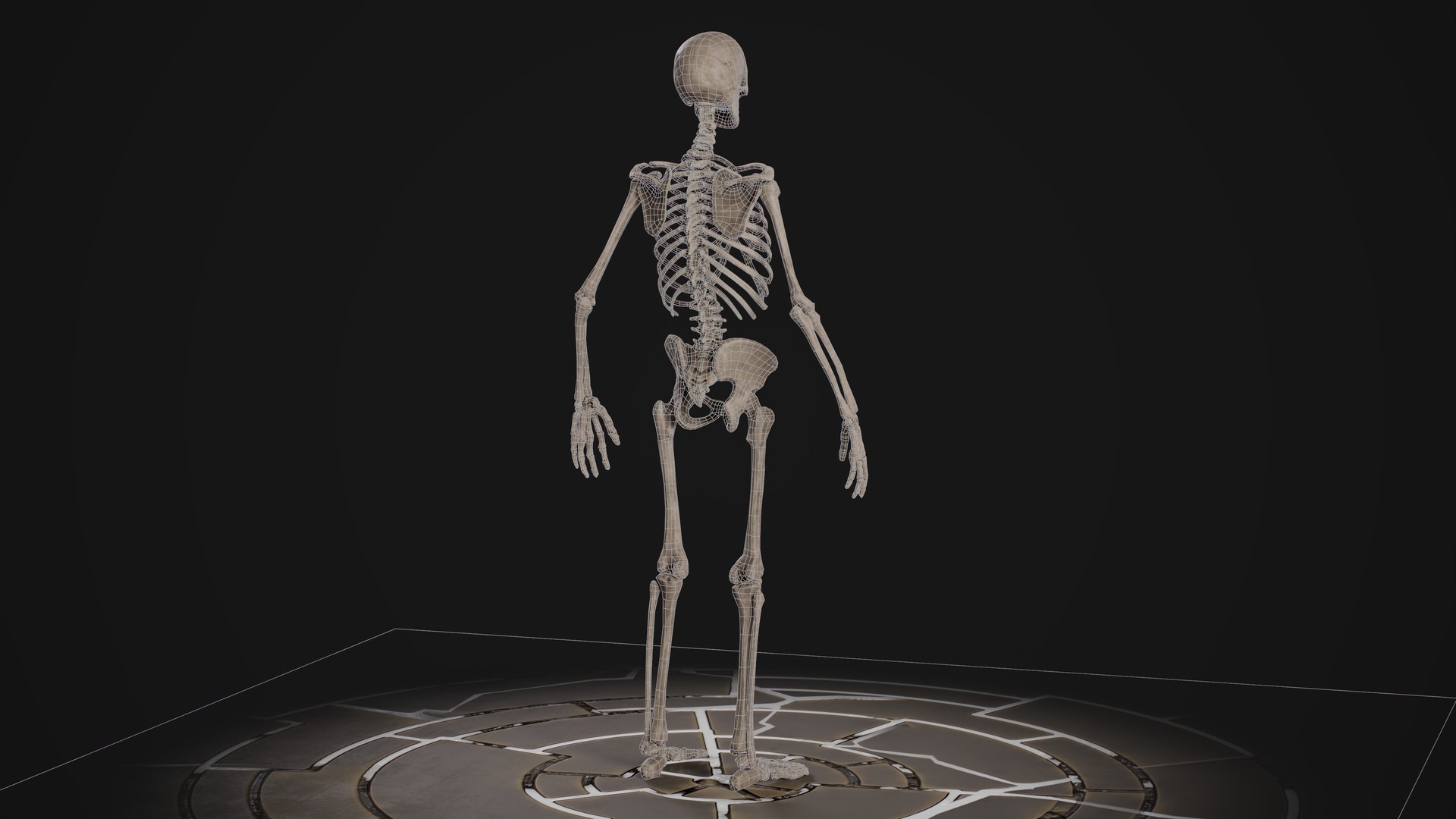 Human Male Skeleton model https://p.turbosquid.com/ts-thumb/U2/oEJKnB/YE/5.2/jpg/1666557672/1920x1080/fit_q87/ccff09118189924a66f170e20a8357c1188a49dd/5.2.jpg