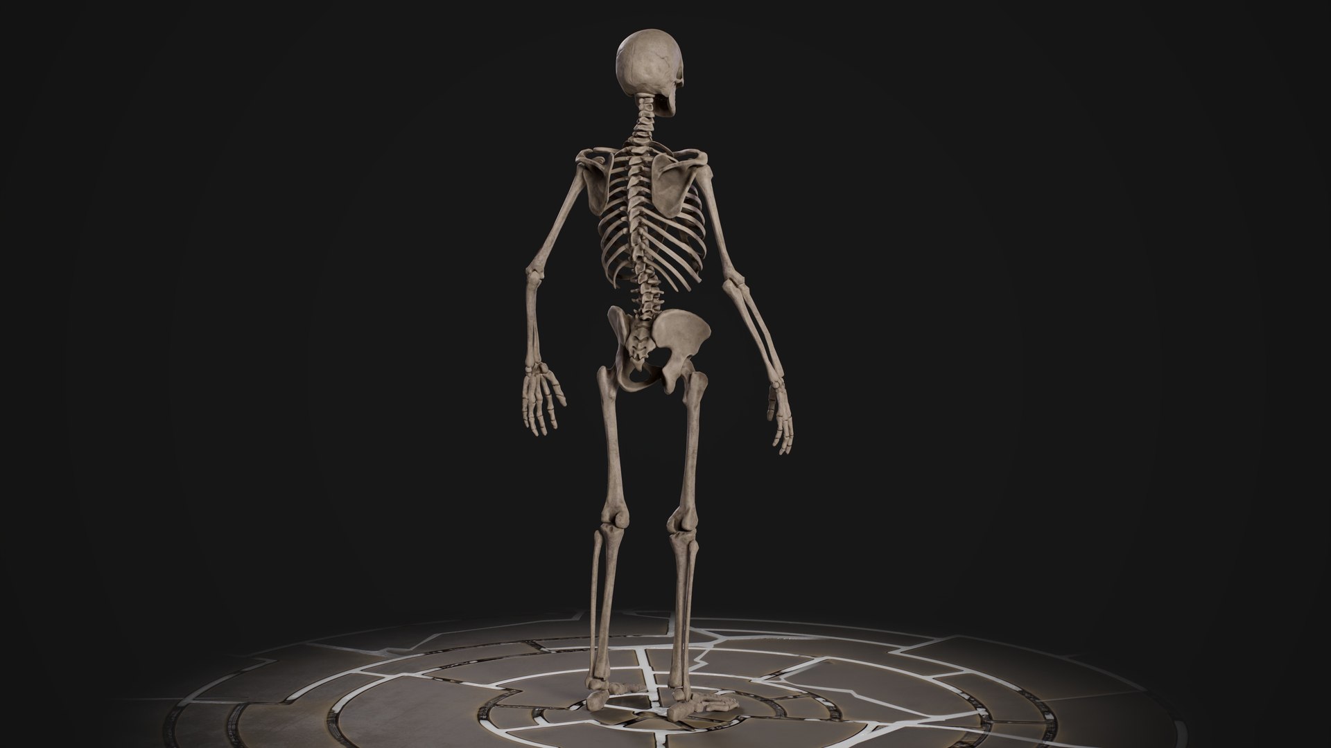 Human Male Skeleton model https://p.turbosquid.com/ts-thumb/U2/oEJKnB/dZ/5.1/jpg/1666557672/1920x1080/fit_q87/e3cf55326bd26885f4e576e04cb1e42f3ebc97ea/5.1.jpg