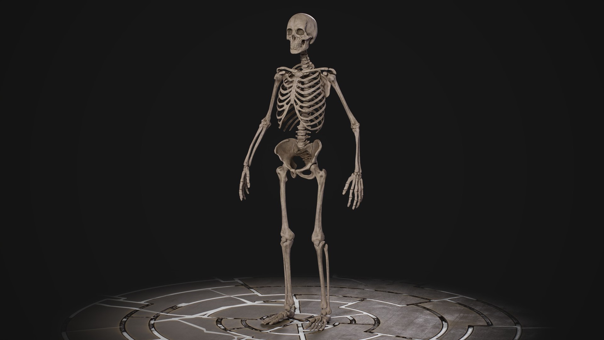 Human Male Skeleton model https://p.turbosquid.com/ts-thumb/U2/oEJKnB/md/3.1/jpg/1666557670/1920x1080/fit_q87/70c3fb8fe53b2a1d02990f665cafb6f6011c0c93/3.1.jpg