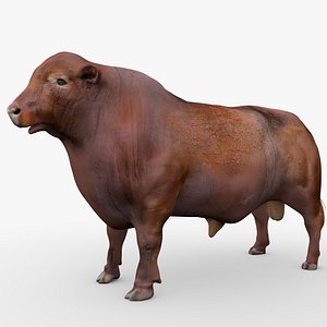 3D RED ANGUS Rigged L2079 model