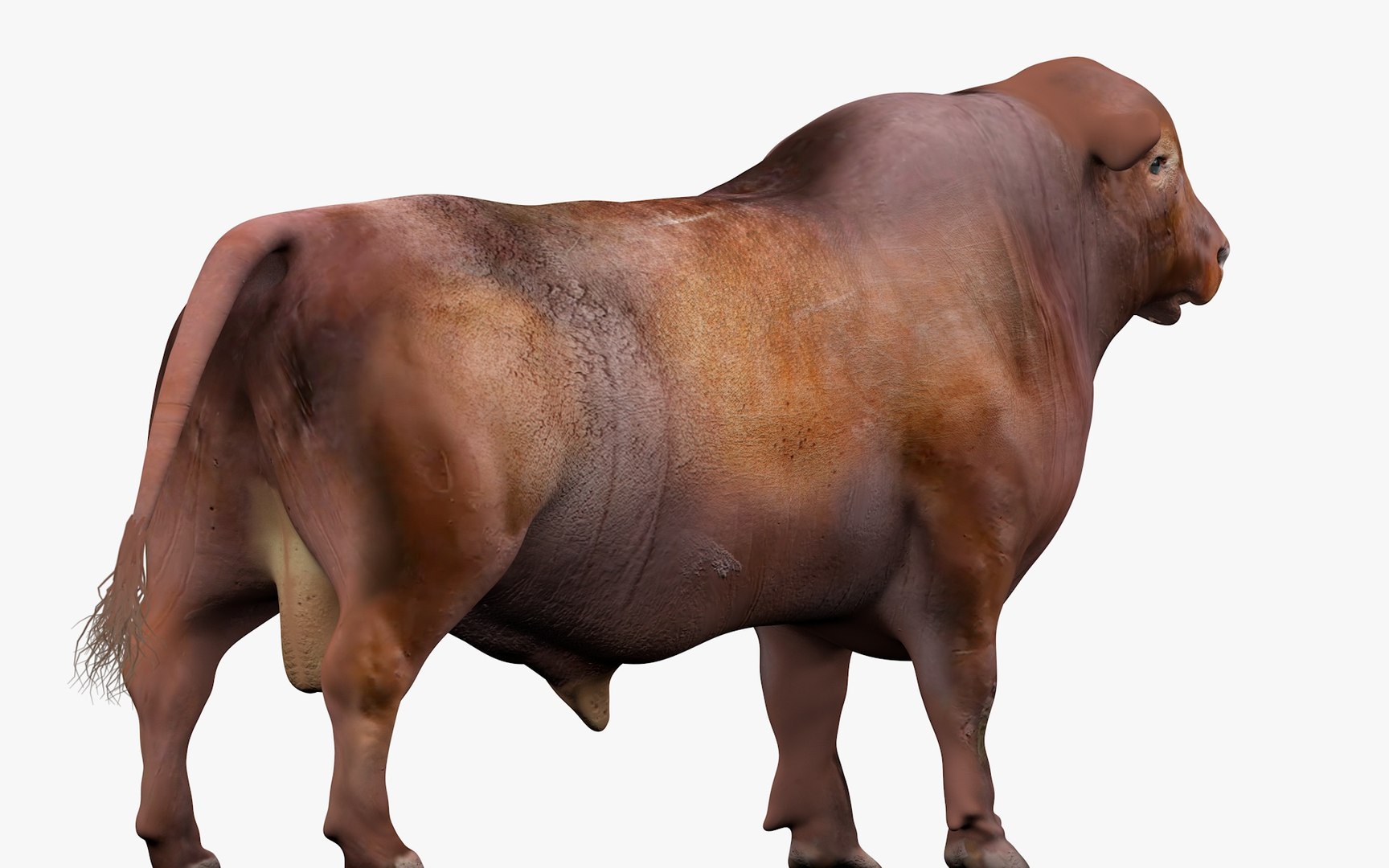 3D RED ANGUS Rigged L2079 model - TurboSquid 2154894