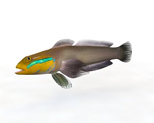 3D fish aquarium model