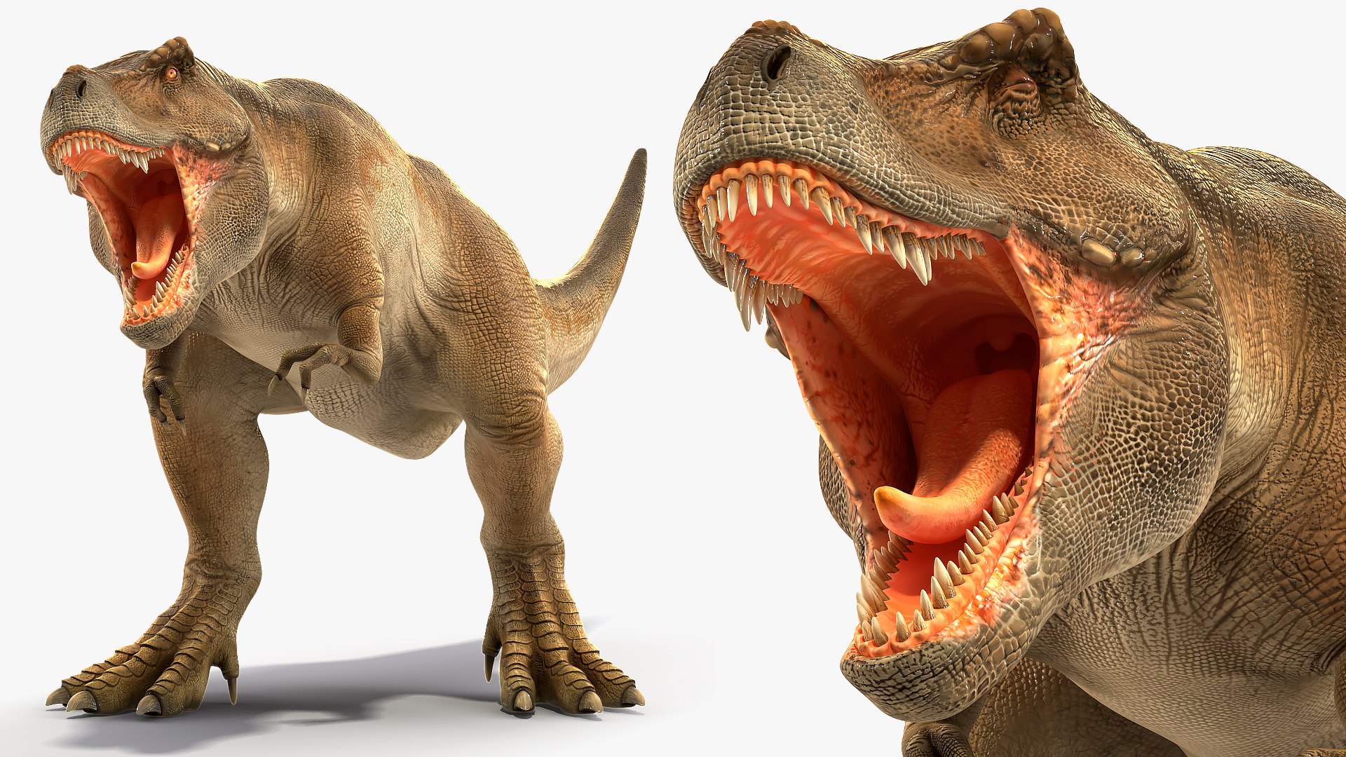 3D tyrannosaurus rex animal https://p.turbosquid.com/ts-thumb/U3/0Zl7ru/48jTIURG/animatedtyrannosaurusrexcollectionc4dmodel008/jpg/1593199422/1920x1080/fit_q87/dbe8db6f3fb4a370b7a68968d299fff6e33ab4e0/animatedtyrannosaurusrexcollectionc4dmodel008.jpg