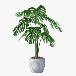 3D monstera pot model
