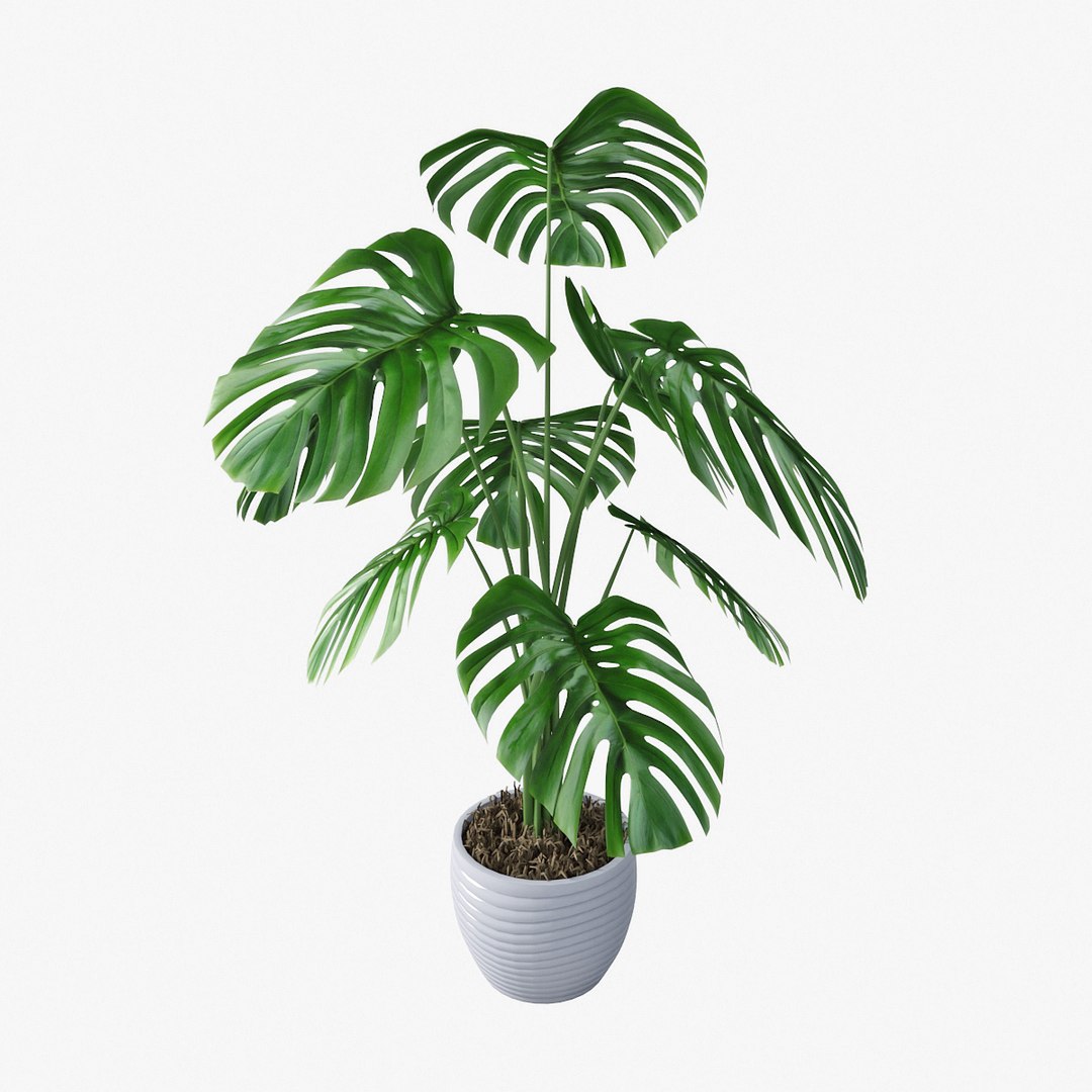 3D Monstera Pot Model - TurboSquid 1317404