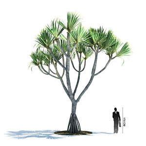 exotic tree pandanus utilis 3d model