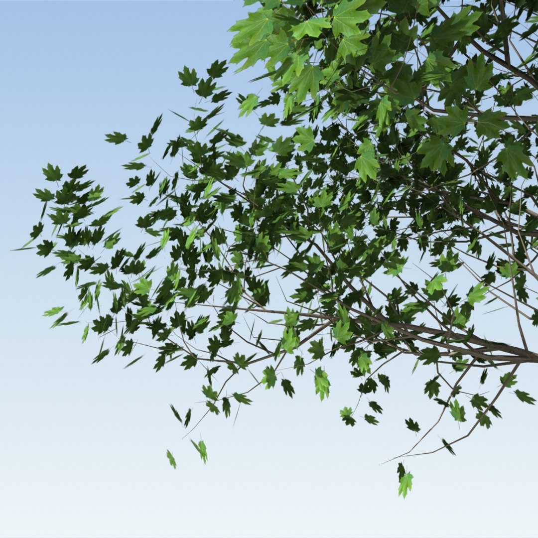 Max Tree