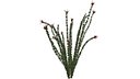Ocotillo Plant - 05 -