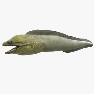 Muraena Fish