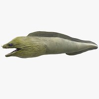 Muraena Fish
