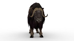 Musk ox