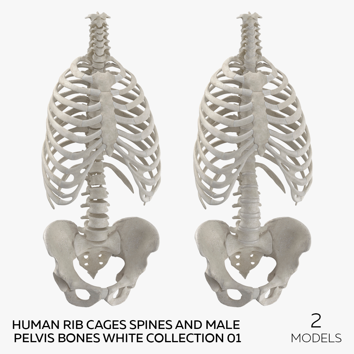 Human Rib Cages Spines and Male Pelvis Bones White Collection 01 - 2 ...