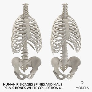 Human Rib Cages Spines and Male Pelvis Bones White Collection 01 - 2 models 3D model