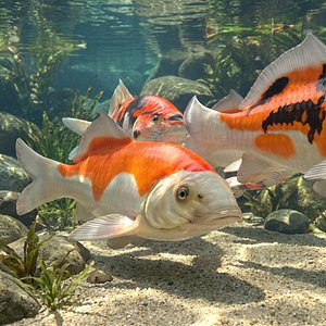 Koi Carp Group Swimming Animated Rigged For Blender