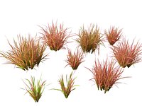 Imperata cylindrica Red Baron013Ds Max