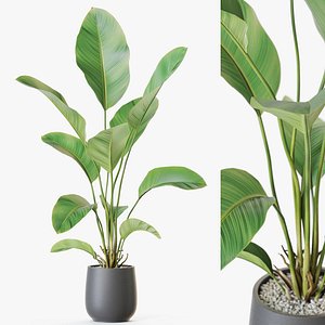 3D Plant 1209 model