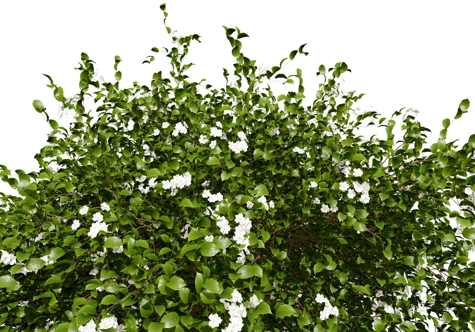 Gray Dogwood shrubs 3D https://p.turbosquid.com/ts-thumb/U4/Dfshjv/8D/cornusracemosa.spmspring02/jpg/1704275300/1920x1080/fit_q87/200b9e1d7d48a34af8e86618c1dced7379007472/cornusracemosa.spmspring02.jpg