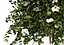 Gray Dogwood shrubs