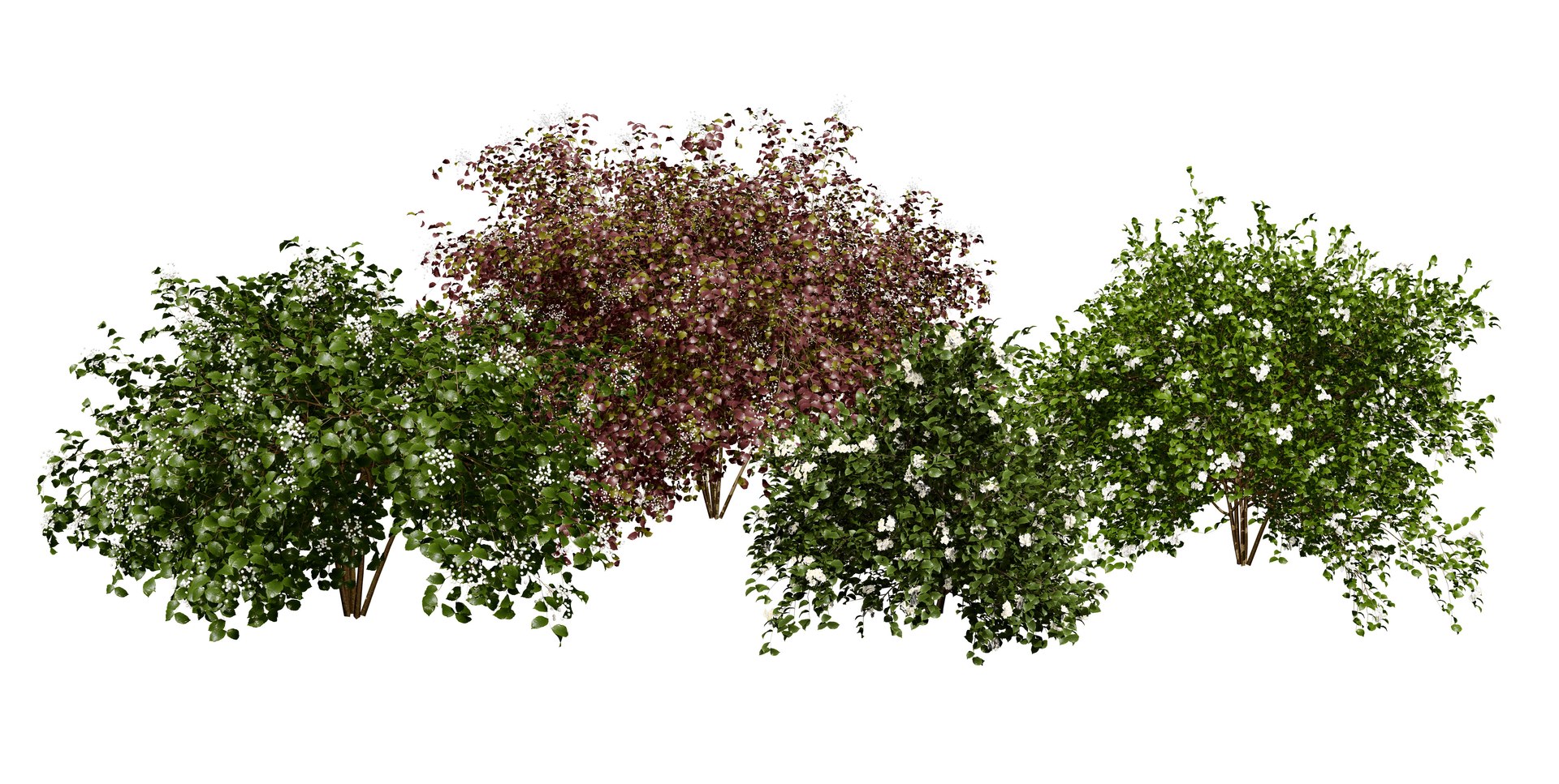 Gray Dogwood shrubs 3D https://p.turbosquid.com/ts-thumb/U4/Dfshjv/hP/artcover/jpg/1704275303/1920x1080/fit_q87/3ccdbdb298bc157f8dc30ace9a42771f9c7ab561/artcover.jpg