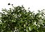 Gray Dogwood shrubs