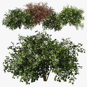 Gray Dogwood shrubs 3D