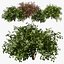 Gray Dogwood shrubs