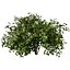 Gray Dogwood shrubs