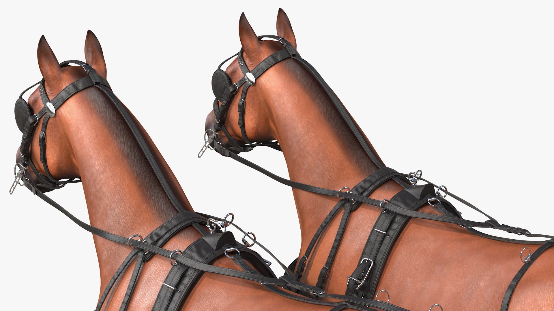 3D team breast collar harness https://p.turbosquid.com/ts-thumb/U4/FoOR6v/zUsinFi4/teamoffourbreastcollarharnessc4dmodel019/jpg/1597416118/1920x1080/fit_q87/df8f28d1cce8797f636f076965e52d2b48fea4fd/teamoffourbreastcollarharnessc4dmodel019.jpg