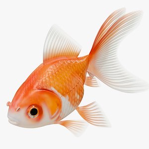 3D Goldfish Red White Veiltail