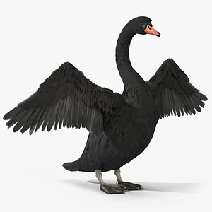 3D Black Swan