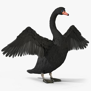 Black Swan