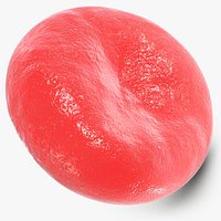 Erythrocyte