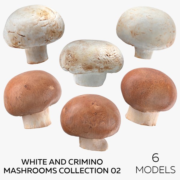 Magic Mushroom Spores Buy For Enjoyable