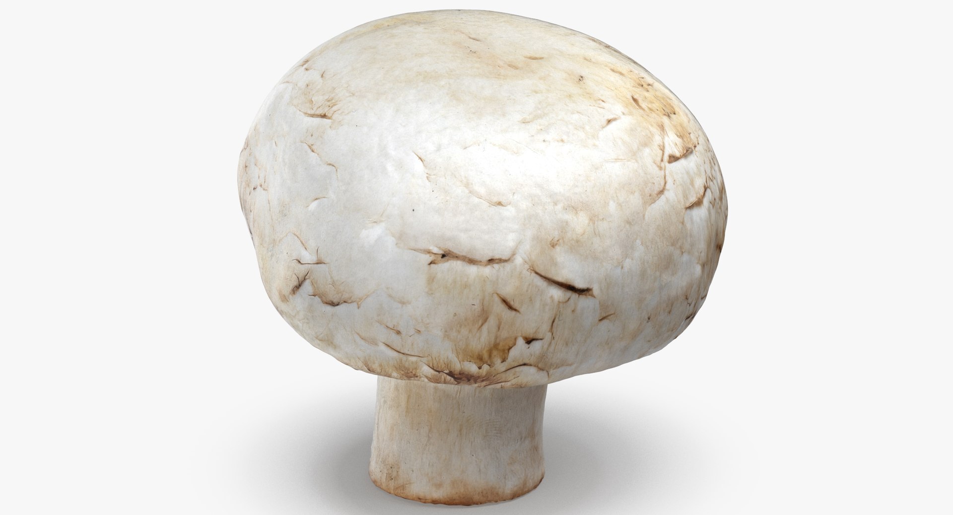 White and Crimino Mashrooms Collection 02 - 6 models 3D model https://p.turbosquid.com/ts-thumb/U4/t8inAS/Xb/white_button_mushroom_05_thumbnail_0003/jpg/1635489210/1920x1080/fit_q87/edbd1ce14a580412e130bcc8c78d8460133bd8cc/white_button_mushroom_05_thumbnail_0003.jpg