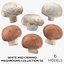 Collezione Mashrooms Bianco e Crimino 02 - 6 modelli