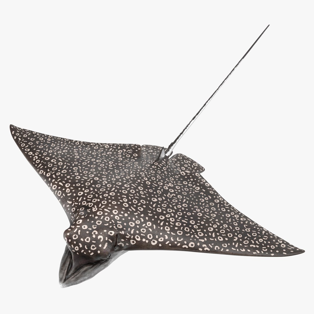 Eagle Ray 3D model preview