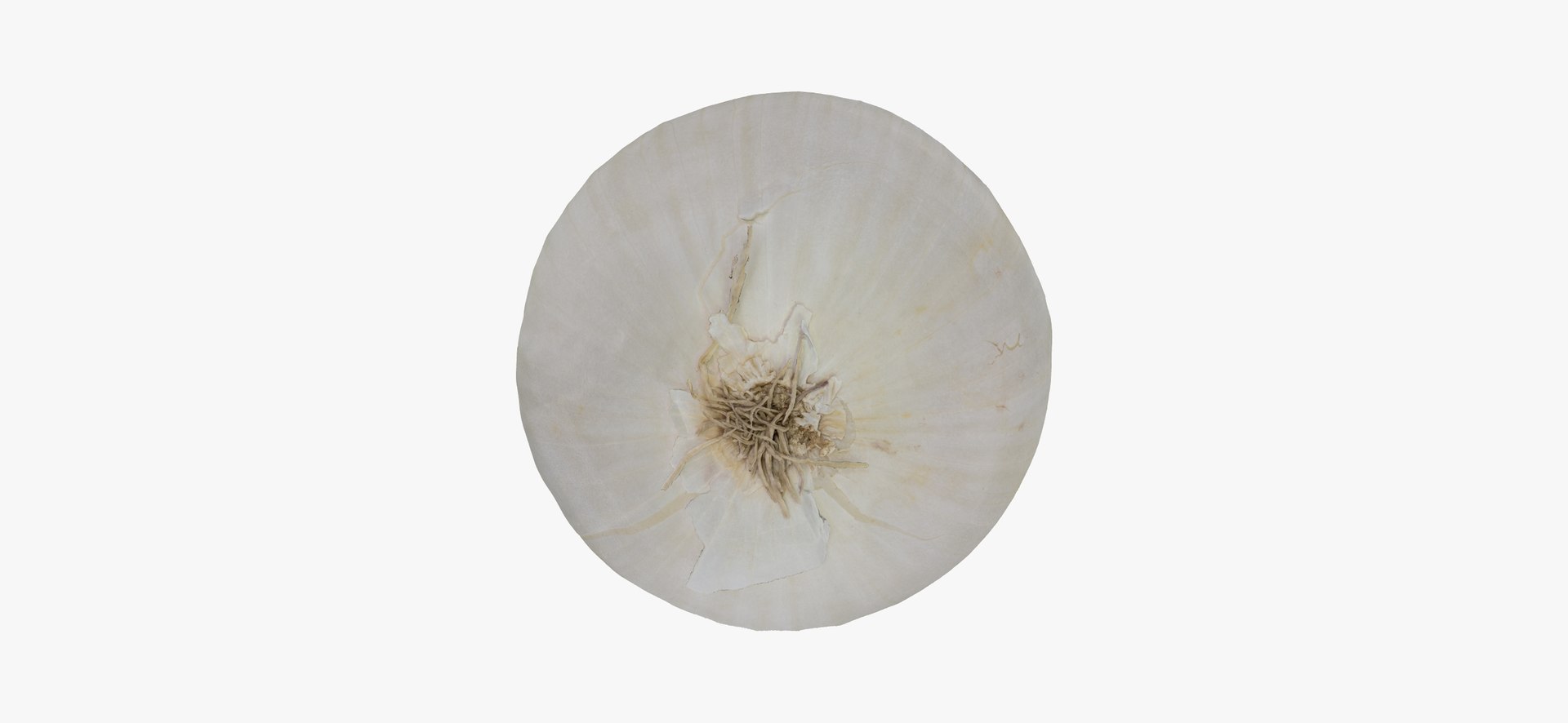 onion white 01 raw model https://p.turbosquid.com/ts-thumb/U4/yk3TAv/auTVPhmG/onionwhite01thumbnail09/jpg/1606756522/1920x1080/fit_q87/dbbf66b69bea6a8bfff7a32c1bd4db14e2ead893/onionwhite01thumbnail09.jpg