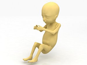 3D model Baby Fetus models