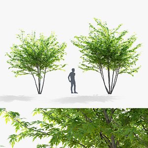 3D Acer saccharum multi-stem