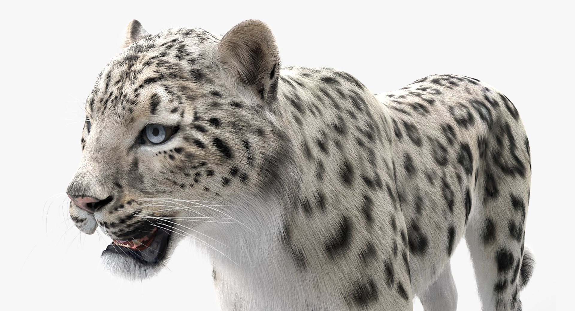 3D Snow Leopard Fur - TurboSquid 1297430