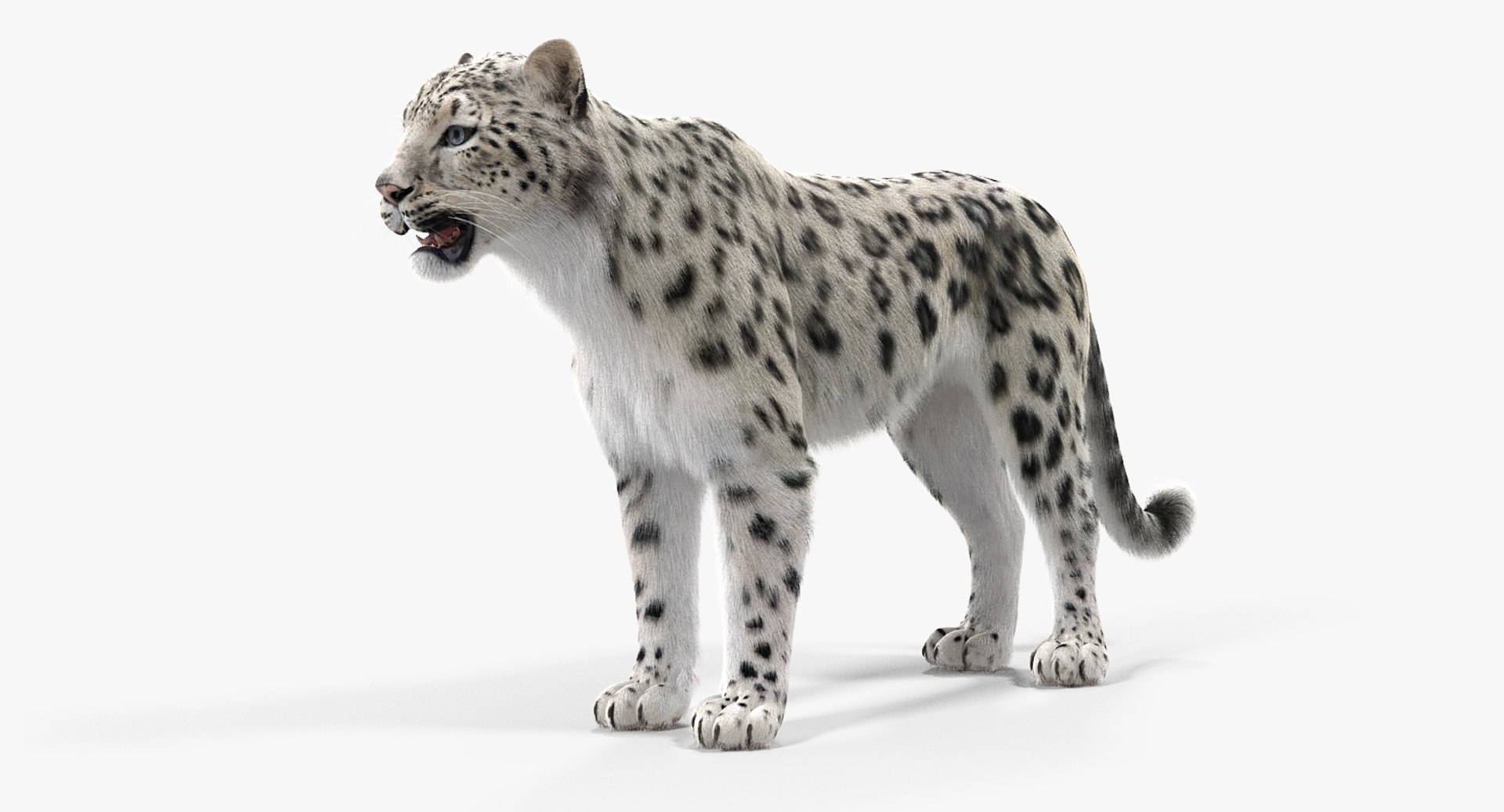 3D Snow Leopard Fur - TurboSquid 1297430