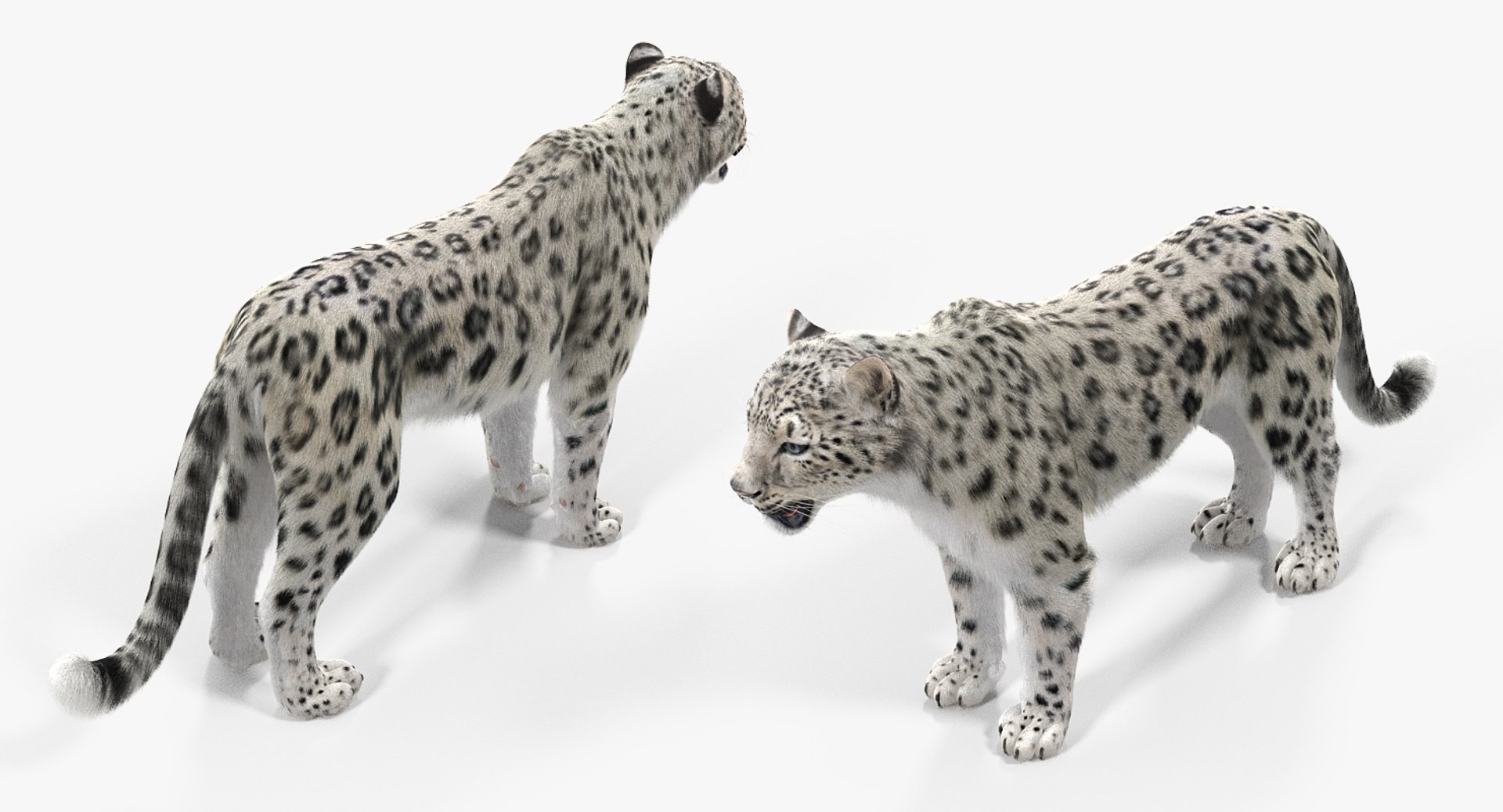 3D Snow Leopard Fur - TurboSquid 1297430
