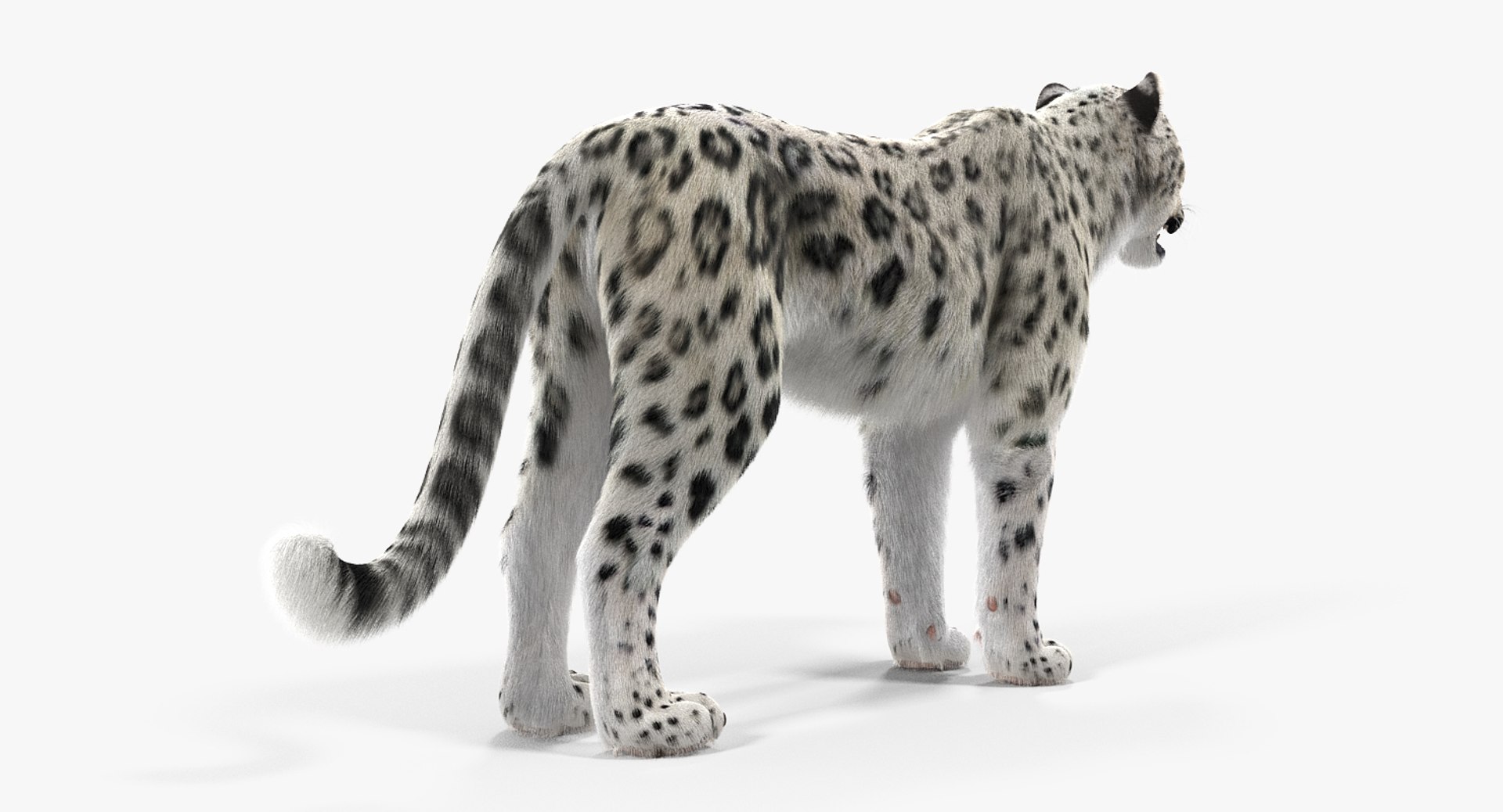 3D Snow Leopard Fur - TurboSquid 1297430