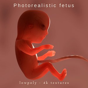 Photorealistic fetus - real translucent